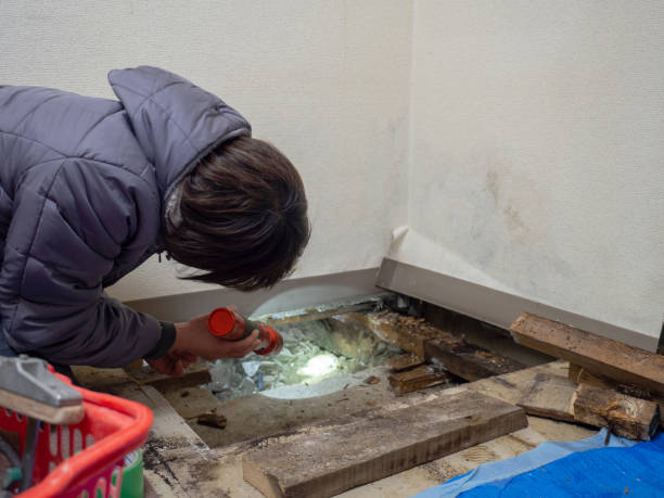 Best Asbestos and Lead Testing During Mold Inspection  in Carolina Forest, SC