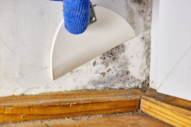 Best Mold Damage Restoration  in Carolina Forest, SC